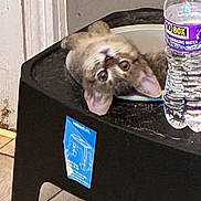 Buggy is registered to the contest to win money with this photo: animal, black, cat, closeup, container, curious, distorted, face, floor, hole, indoor, object, pet, pink_ears, plastic, sticker, table, tile_floor, water_bottle, white