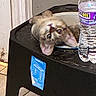 animal, black, cat, closeup, container, curious, distorted, face, floor, hole, indoor, object, pet, pink_ears, plastic, sticker, table, tile_floor, water_bottle, white
