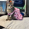 Tabitha P.