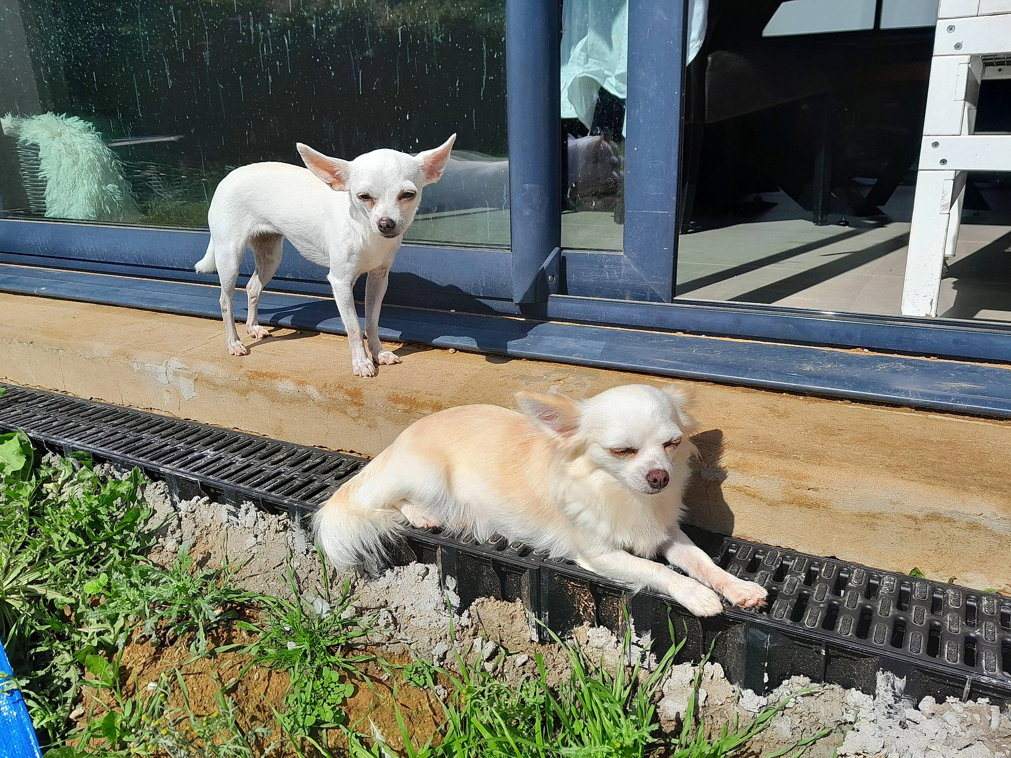 Kaly a rejoint le concours — aidez-le/la à gagner de superbes lots ! canidae, carnivore, collar, companion_dog, dog, dog_breed, dog_supply, fawn, grass, mammal, non_sporting_group, pet_supply, plant, snout, sporting_group, tail, vertebrate, working_animal