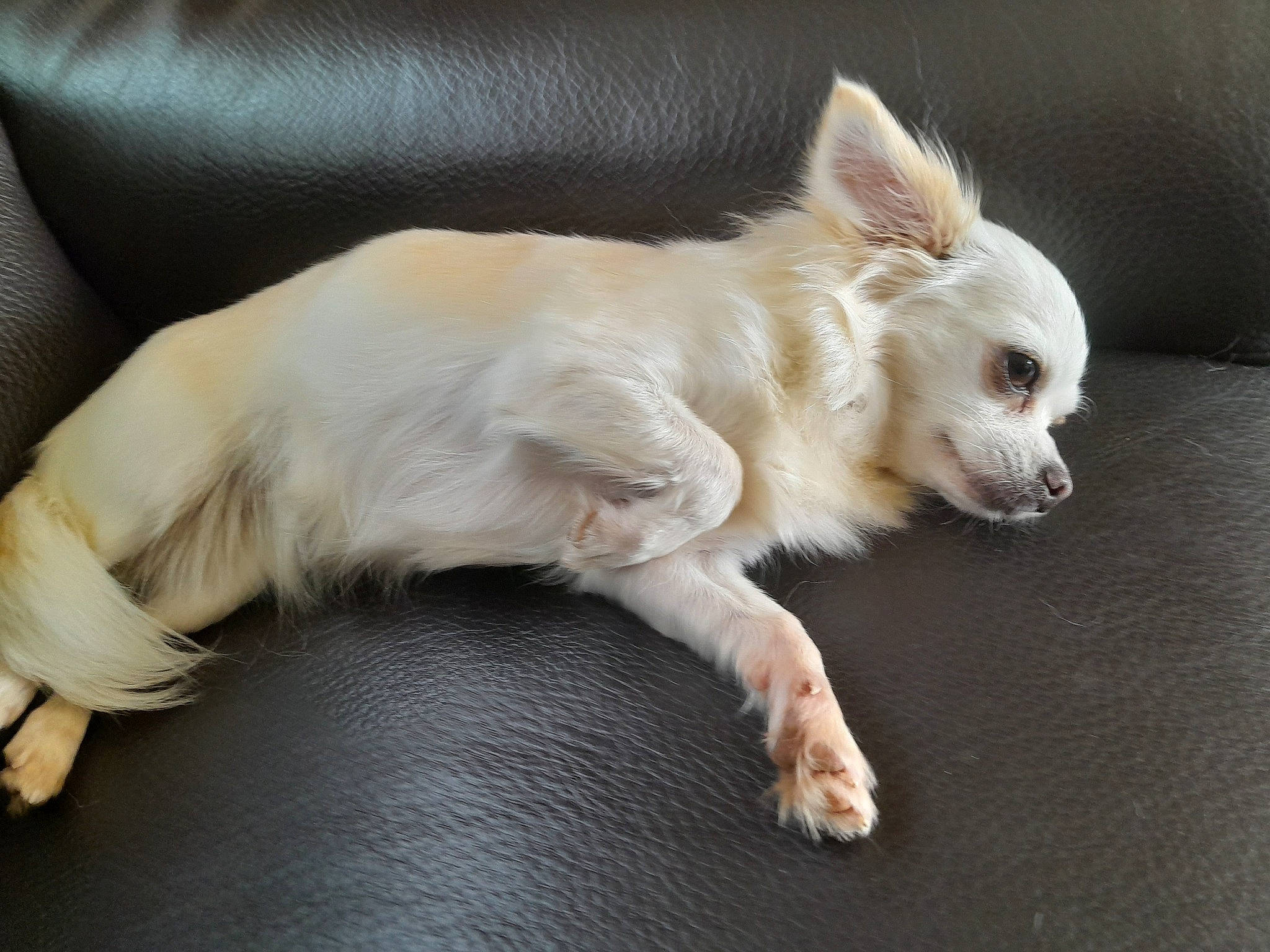 Kaly a rejoint le concours — aidez-le/la à gagner de superbes lots ! canidae, carnivore, comfort, companion_dog, couch, dog, dog_breed, dog_supply, ear, fawn, fur, mammal, paw, snout, sporting_group, tail, toy_dog, vertebrate, whiskers, working_animal