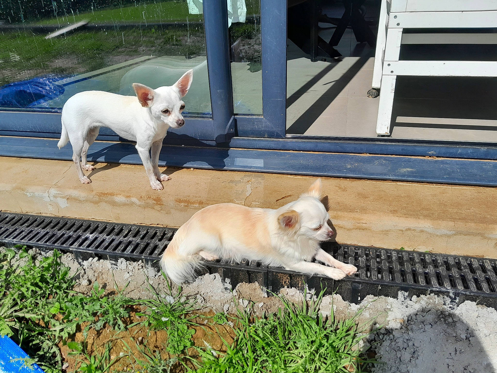 Bianca a rejoint le concours — aidez-le/la à gagner de superbes lots ! animal_shelter, backyard, canidae, carnivore, chair, collar, companion_dog, dog, dog_breed, dog_supply, fawn, felidae, grass, outdoor_furniture, plant, sidewalk, sporting_group, tail, whiskers, wood