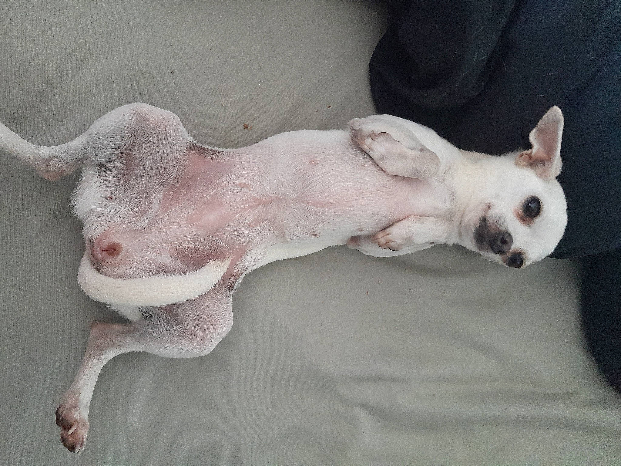 Bianca participe au concours pour gagner de l'argent avec cette photo : canidae, carnivore, comfort, companion_dog, dog, dog_breed, dog_supply, ear, fawn, jaw, non_sporting_group, paw, snout, sporting_group, tail, terrestrial_animal, toy_dog, whiskers, working_animal