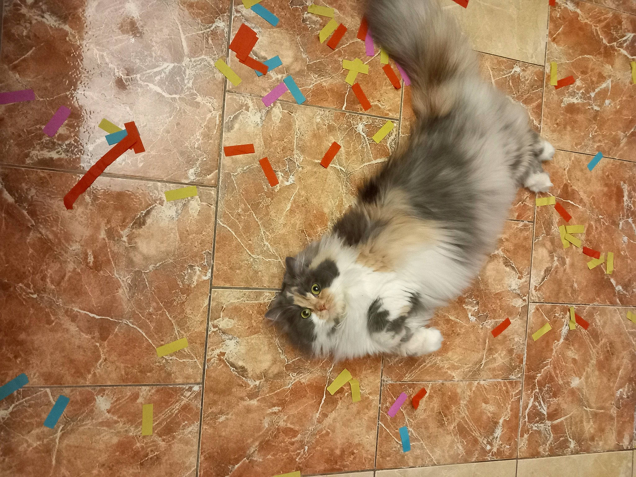 Juliette a rejoint le concours — aidez-le/la à gagner de superbes lots ! carnivore, cat, concrete, dog_breed, fawn, felidae, flooring, fur, grass, organism, pattern, paw, road_surface, small_to_medium_sized_cats, snout, soil, tail, terrestrial_animal, whiskers, wood