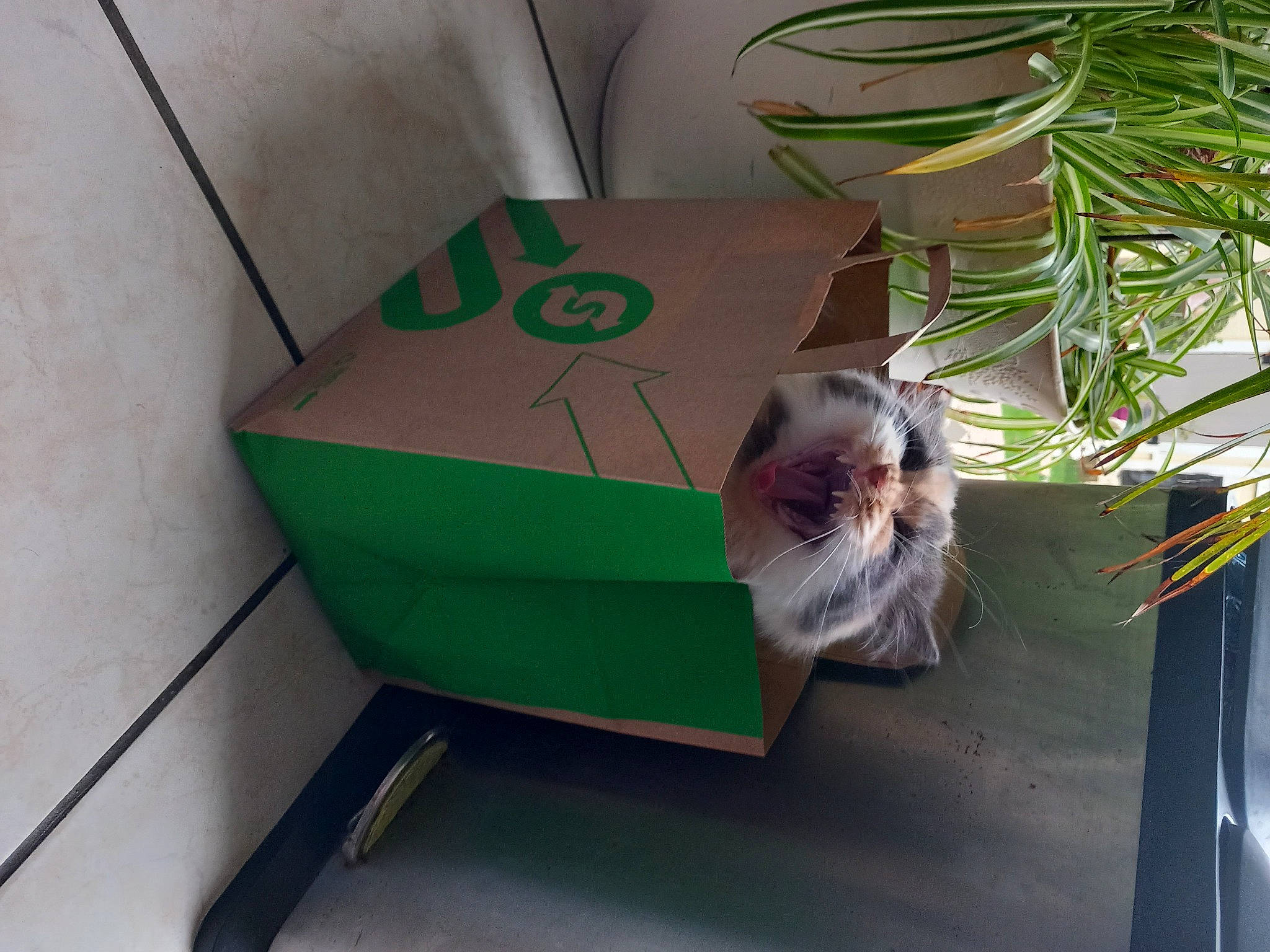 Juliette a rejoint le concours — aidez-le/la à gagner de superbes lots ! box, cardboard, carton, cat, felidae, flooring, flowerpot, grass, herb, houseplant, packaging_and_labeling, paper_product, pet_supply, plant, plastic, plywood, shipping_box, small_to_medium_sized_cats, whiskers, wood