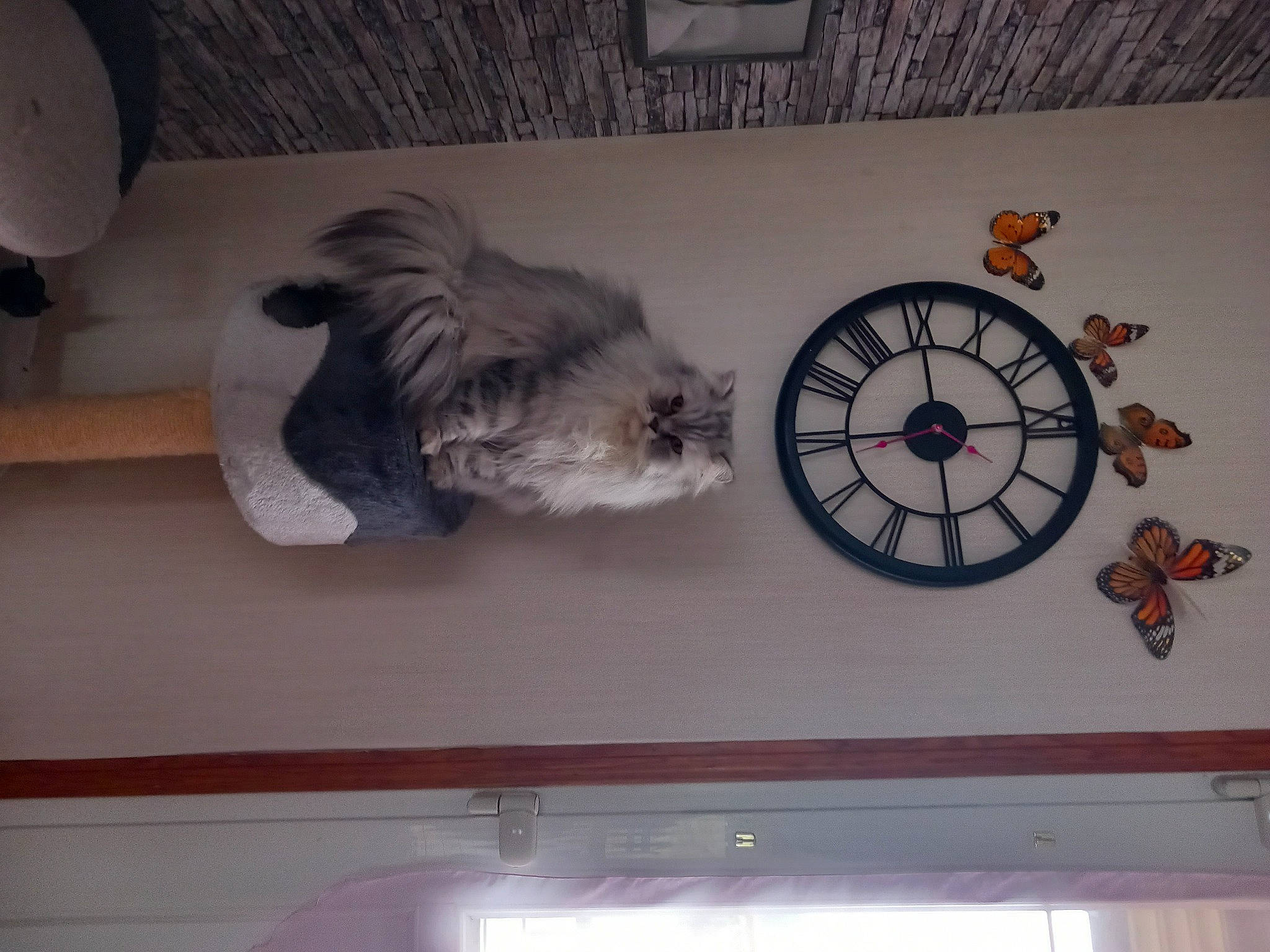 Eliot a rejoint le concours — aidez-le/la à gagner de superbes lots ! art, carnivore, ceiling, circle, clock, companion_dog, dog, dog_breed, hardwood, molding, plaster, quartz_clock, room, sculpture, shelf, tail, toy_dog, window, wing, wood