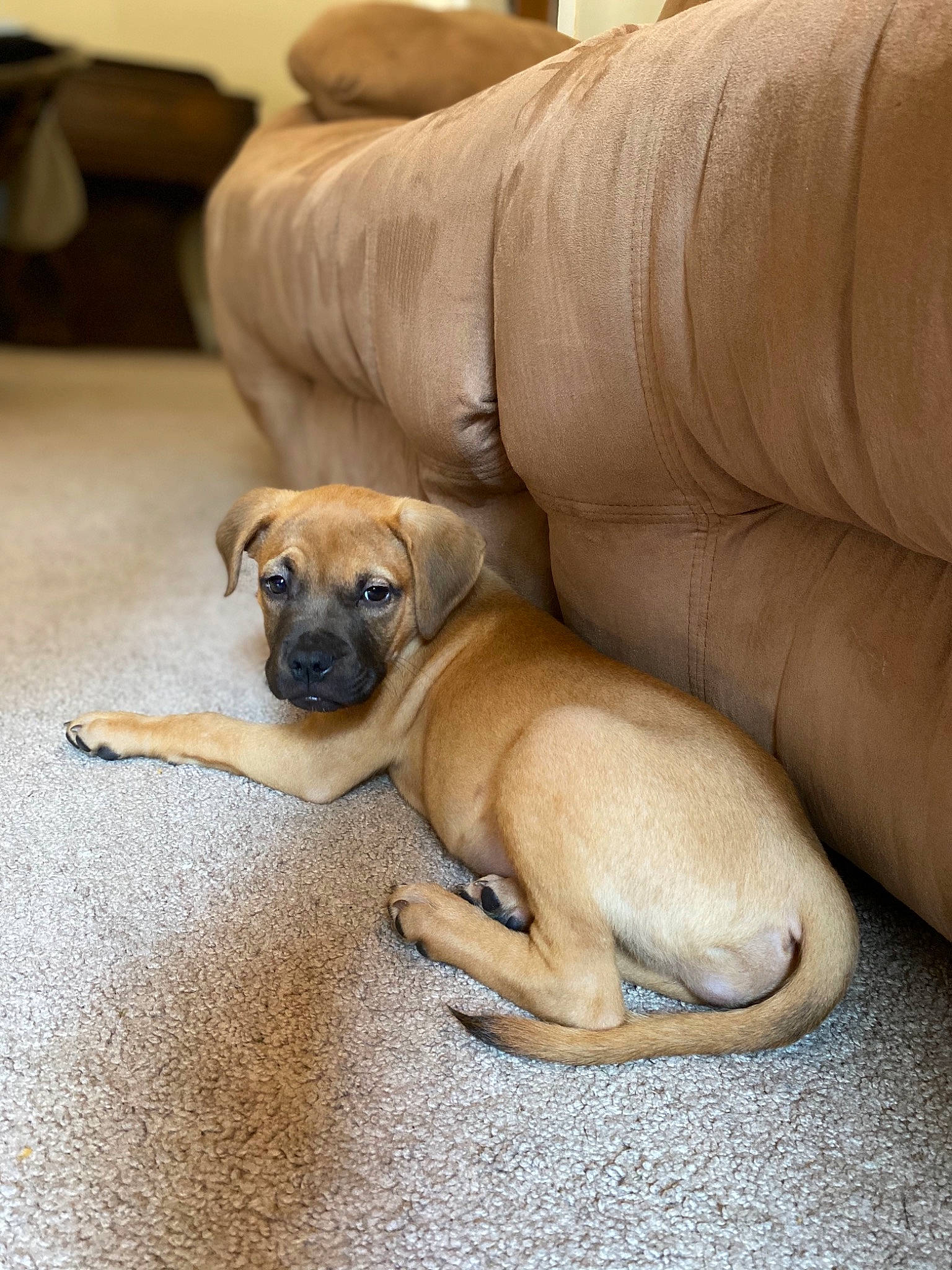 Athena joined the competition — help win amazing prizes! black_mouth_cur, boerboel, bullmastiff, canidae, carnivore, companion_dog, dog, dog_breed, english_mastiff, fawn, great_dane, mammal, paw, perro_de_presa_mallorquin, pug, puggle, puppy, snout, vertebrate