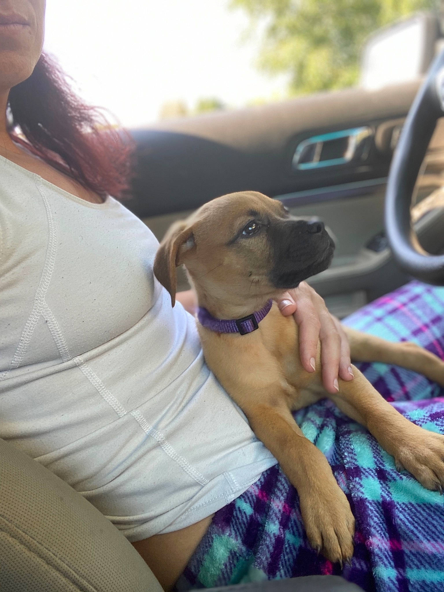 Athena is registered to the contest to win money with this photo: canidae, car, carnivore, dog, dog_breed, fawn, mammal, puppy_love, sporting_group, vehicle, vizsla