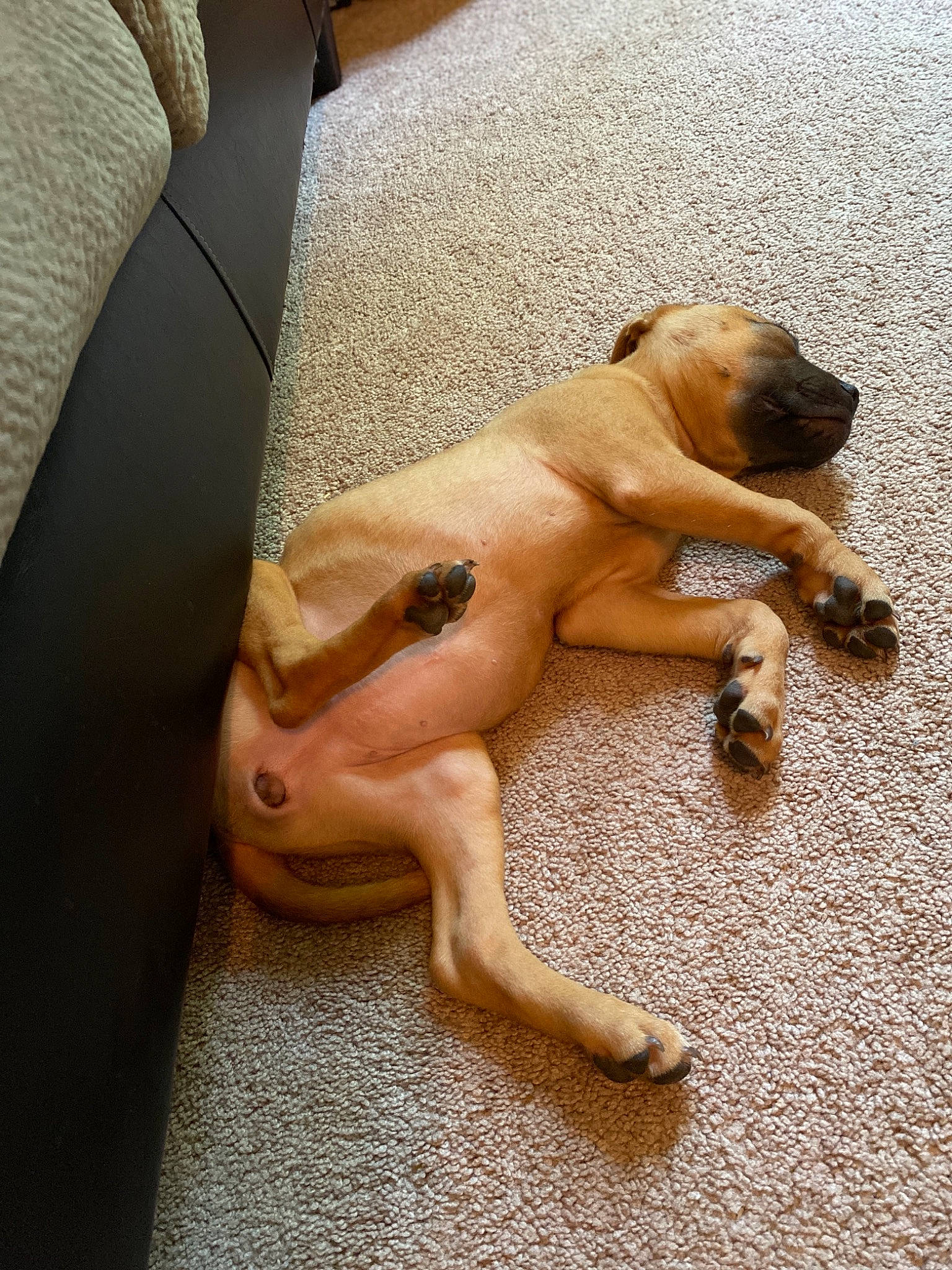 Athena is registered to the contest to win money with this photo: boerboel, bullmastiff, canidae, carnivore, companion_dog, dog, dog_breed, english_mastiff, fawn, non_sporting_group, pug, puppy, shar_pei, sporting_group