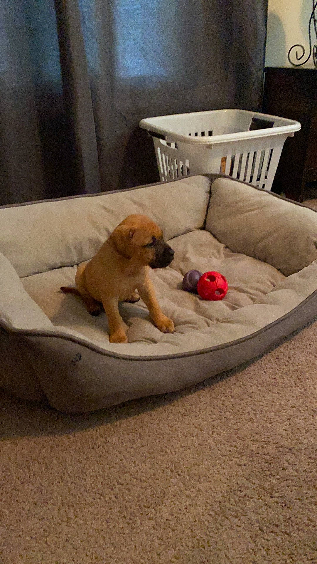Athena is registered to the contest to win money with this photo: broholmer, canidae, carnivore, comfort, companion_dog, dog, dog_bed, dog_breed, fawn, furniture, puggle, puppy, sporting_group, vizsla