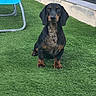dog, dachshund, pet, grass, artificial_grass, outdoor, chair, blue_chair, animal, canine, sitting, black_and_tan, small_dog, fur, ears, eyes, nose, paws, building_wall, window