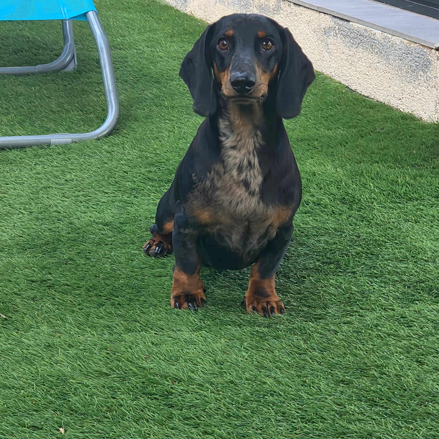 Aiko a rejoint le concours — aidez-le/la à gagner de superbes lots ! dog, dachshund, pet, grass, artificial_grass, outdoor, chair, blue_chair, animal, canine, sitting, black_and_tan, small_dog, fur, ears, eyes, nose, paws, building_wall, window