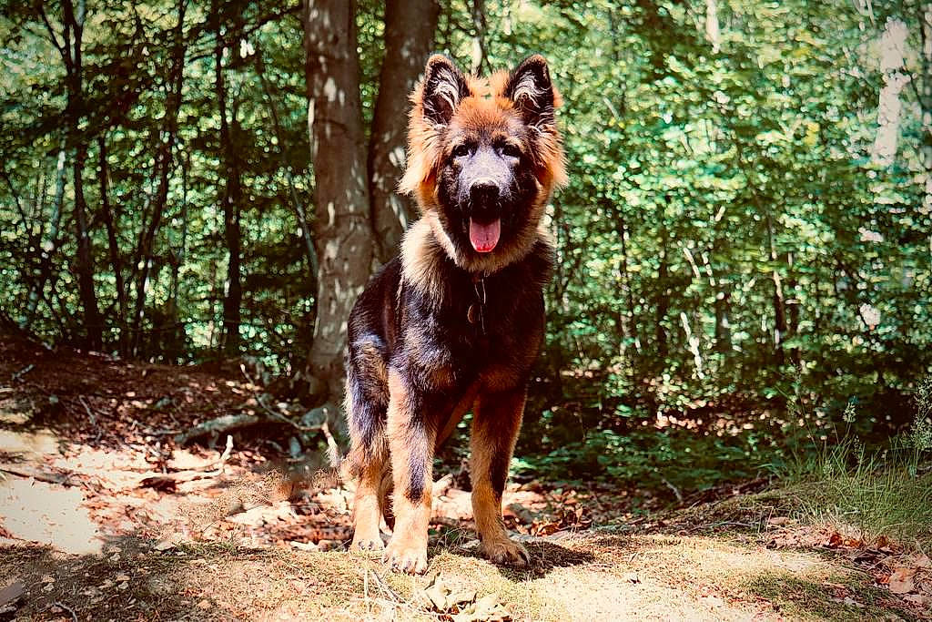 Ukyo a rejoint le concours — aidez-le/la à gagner de superbes lots ! canidae, carnivore, dog, dog_breed, fawn, forest, jungle, liver, northern_hardwood_forest, old_growth_forest, plant, soil, sporting_group, terrestrial_animal, tree, trunk, walking, wildlife, wood, woodland