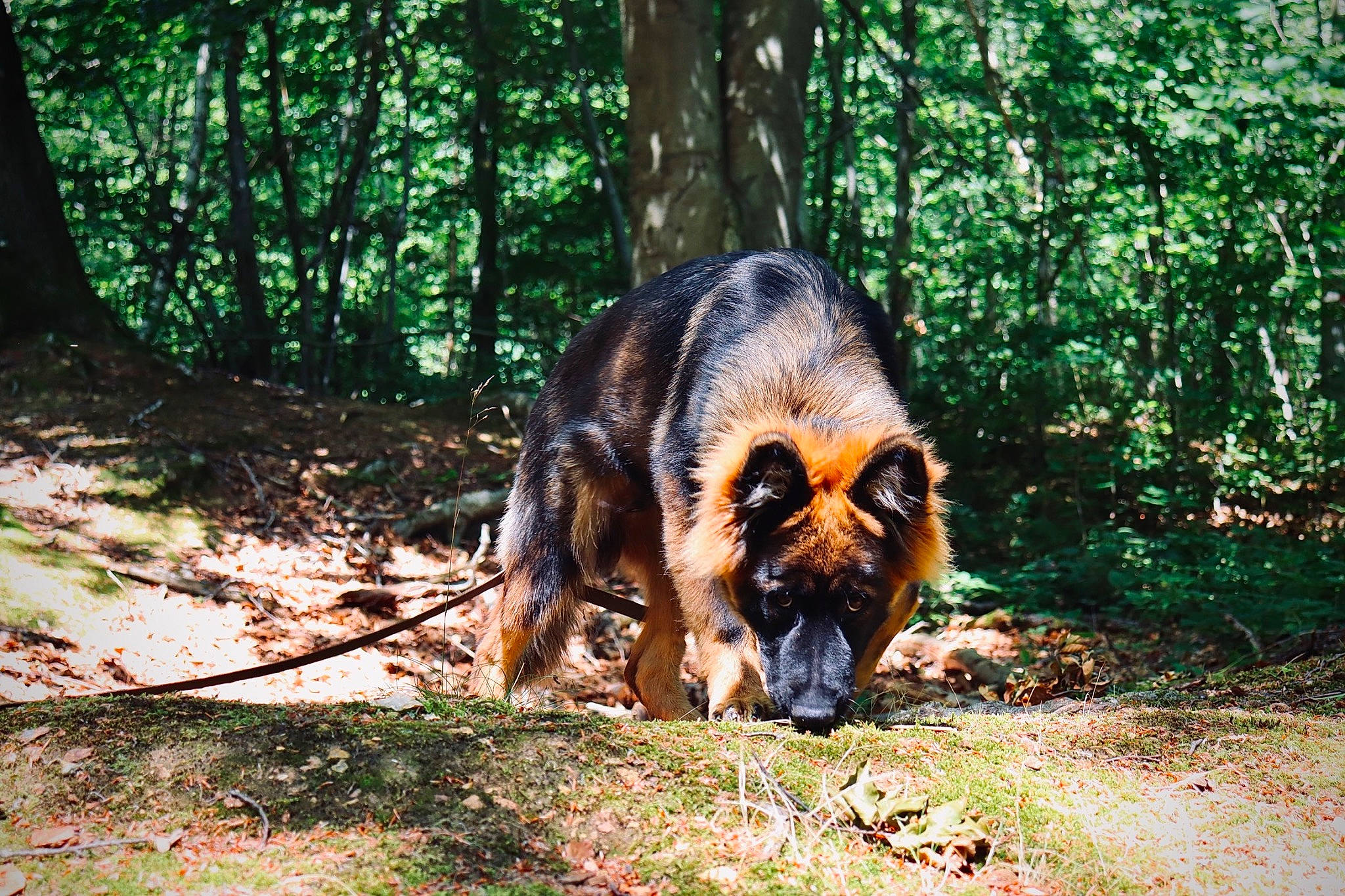 Ukyo a rejoint le concours — aidez-le/la à gagner de superbes lots ! bear, brown_bear, carnivore, dog_breed, fawn, forest, jungle, natural_landscape, northern_hardwood_forest, old_growth_forest, plant, snout, sporting_group, temperate_broadleaf_and_mixed_forest, terrestrial_animal, tree, trunk, wildlife, wood, woodland