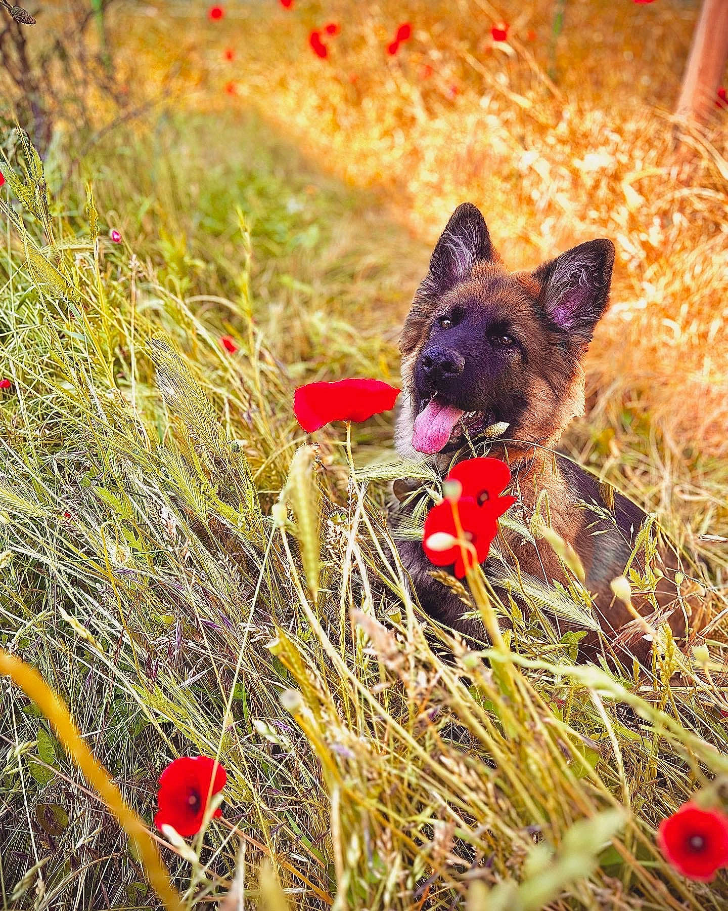 Ukyo participe au concours pour gagner de l'argent avec cette photo : canidae, carnivore, cat, coquelicot, dog_breed, fawn, felidae, fur, grass, grassland, natural_landscape, plant, small_to_medium_sized_cats, snout, sporting_group, tail, terrestrial_animal, tree, whiskers, wildlife