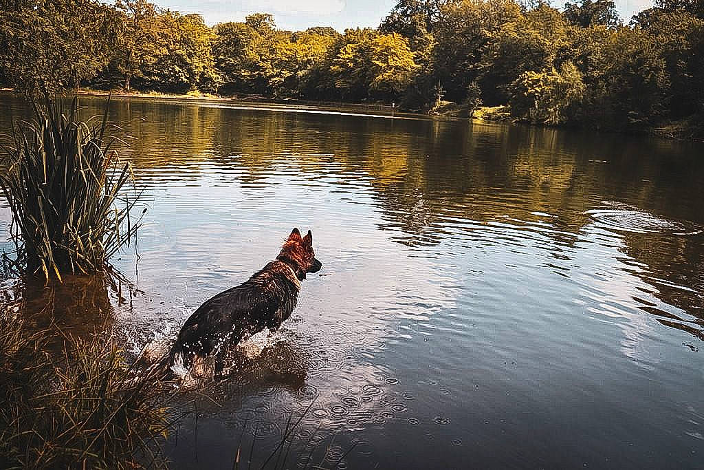 Ukyo a rejoint le concours — aidez-le/la à gagner de superbes lots ! bank, carnivore, cloud, dog, dog_breed, fawn, grass, happy, lacustrine_plain, lake, landscape, natural_landscape, people_in_nature, plant, sky, sporting_group, tree, water, water_resources, wood