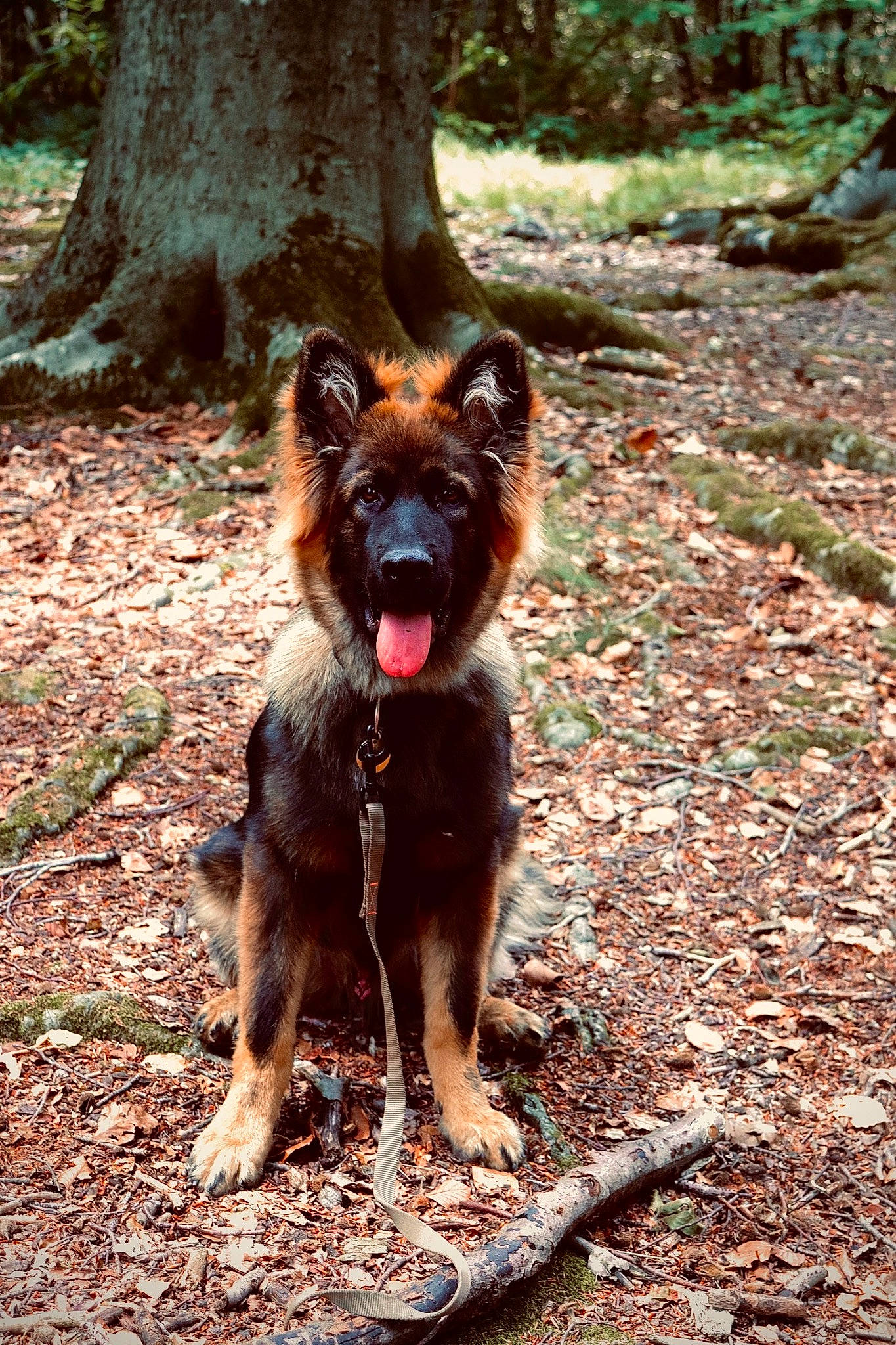 Ukyo a rejoint le concours — aidez-le/la à gagner de superbes lots ! canidae, carnivore, companion_dog, dog, dog_breed, fawn, king_shepherd, liver, plant, snout, soil, sporting_group, tail, terrestrial_animal, tree, trunk, walking, wood, working_animal, working_dog