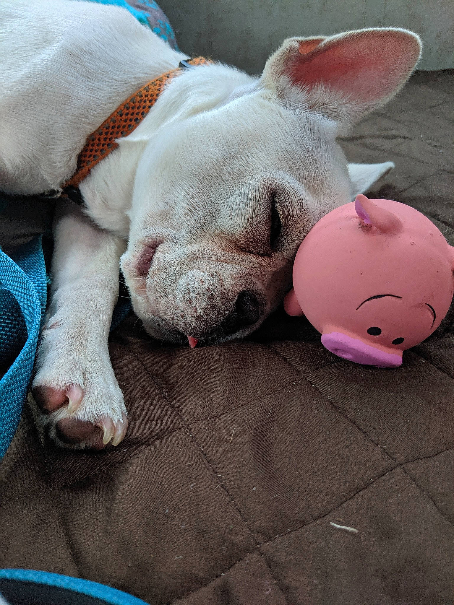 Baine joined the competition — help win amazing prizes! american_bulldog, canidae, carnivore, companion_dog, dog, dog_breed, domestic_pig, fawn, french_bulldog, mammal, nap, non_sporting_group, nose, old_english_bulldog, pink, puppy, skin, sleep, snout, toy_bulldog
