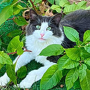 Boomarang is registered to the contest to win money with this photo: cat, black_and_white, fluffy, greenery, leaves, garden, outdoors, animal, pet, whiskers, blue_eyes, pink_nose, tuxedo_cat, lying_down, grass, foliage, nature, portrait, alert, close_up