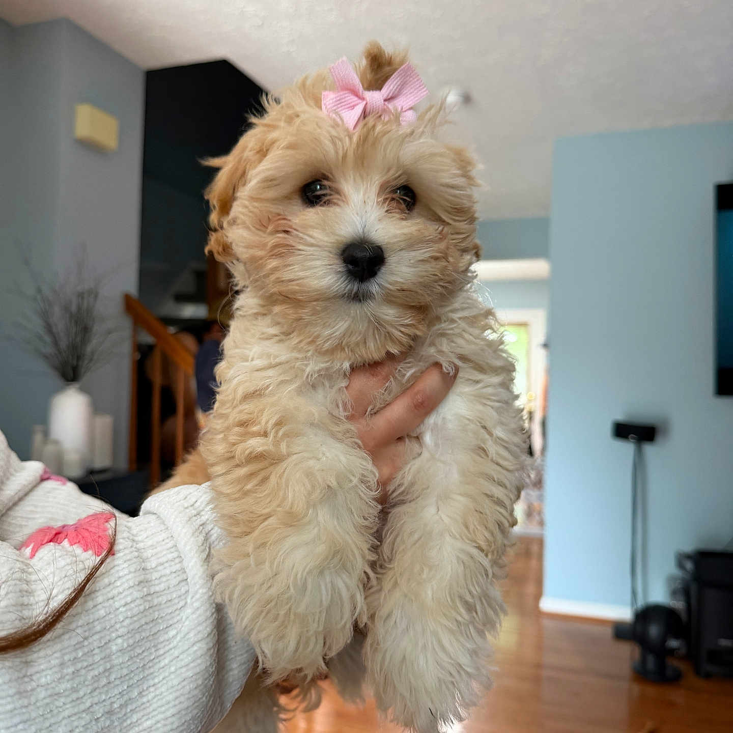 Sophie