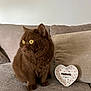 Pantoufle a rejoint le concours — aidez-le/la à gagner de superbes lots ! cat, brown_cat, yellow_eyes, couch, corduroy, cushion, heart_shaped_dish, pink_hearts, pet, domestic_animal, feline, sitting, whiskers, indoor, cozy, soft_light, fur, alert, side_view, home