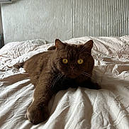 Pantoufle a rejoint le concours — aidez-le/la à gagner de superbes lots ! cat, brown_cat, yellow_eyes, bed, white_bedspread, feline, pet, indoor, resting, paw, whiskers, fur, headboard, closeup, animal, domestic_animal, cute, lying_down, relaxed, portrait