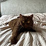 cat, brown_cat, yellow_eyes, bed, white_bedspread, feline, pet, indoor, resting, paw, whiskers, fur, headboard, closeup, animal, domestic_animal, cute, lying_down, relaxed, portrait