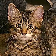 Leo is registered to the contest to win money with this photo: cat, kitten, tabby, whiskers, ears, eyes, fur, pet, animal, cute, indoor, carpet, curious, feline, closeup, mammal, domestic, resting, young, portrait