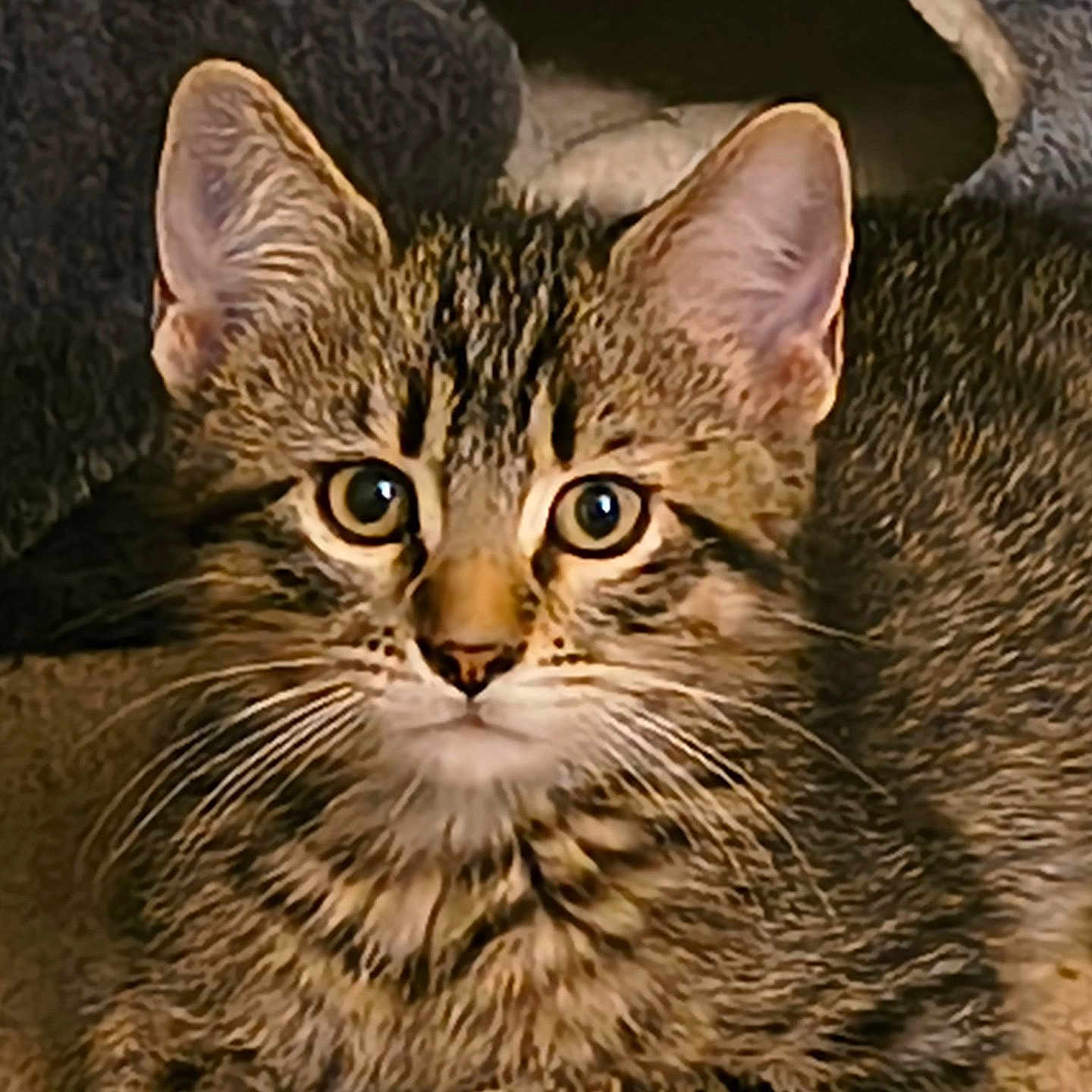 Leo is registered to the contest to win money with this photo: cat, kitten, tabby, whiskers, ears, eyes, fur, pet, animal, cute, indoor, carpet, curious, feline, closeup, mammal, domestic, resting, young, portrait