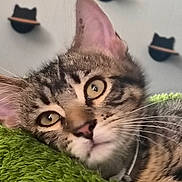Skye is registered to the contest to win money with this photo: cat, tabby, kitten, pet, animal, closeup, portrait, wide_eyes, whiskers, pink_nose, striped_fur, green_blanket, cozy, indoors, home, wall_decor, cat_shaped_decor, lying_down, alert, funny