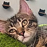 cat, tabby, kitten, pet, animal, closeup, portrait, wide_eyes, whiskers, pink_nose, striped_fur, green_blanket, cozy, indoors, home, wall_decor, cat_shaped_decor, lying_down, alert, funny