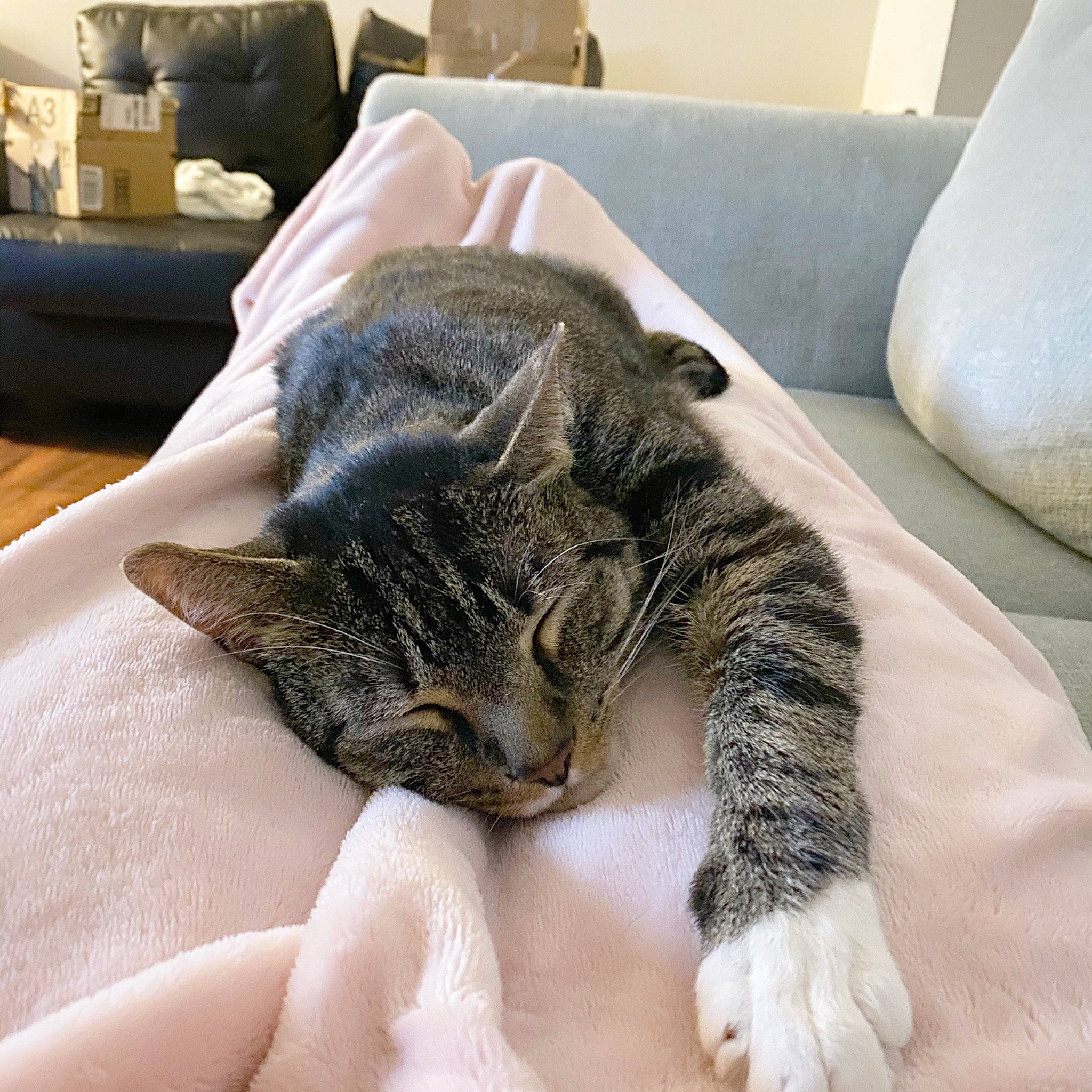 Mittens joined the competition — help win amazing prizes! carnivore, cat, cat_bed, claw, comfort, couch, domestic_short_haired_cat, eye, felidae, fur, furniture, grey, nap, paw, room, sleep, small_to_medium_sized_cats, snout, tail, whiskers