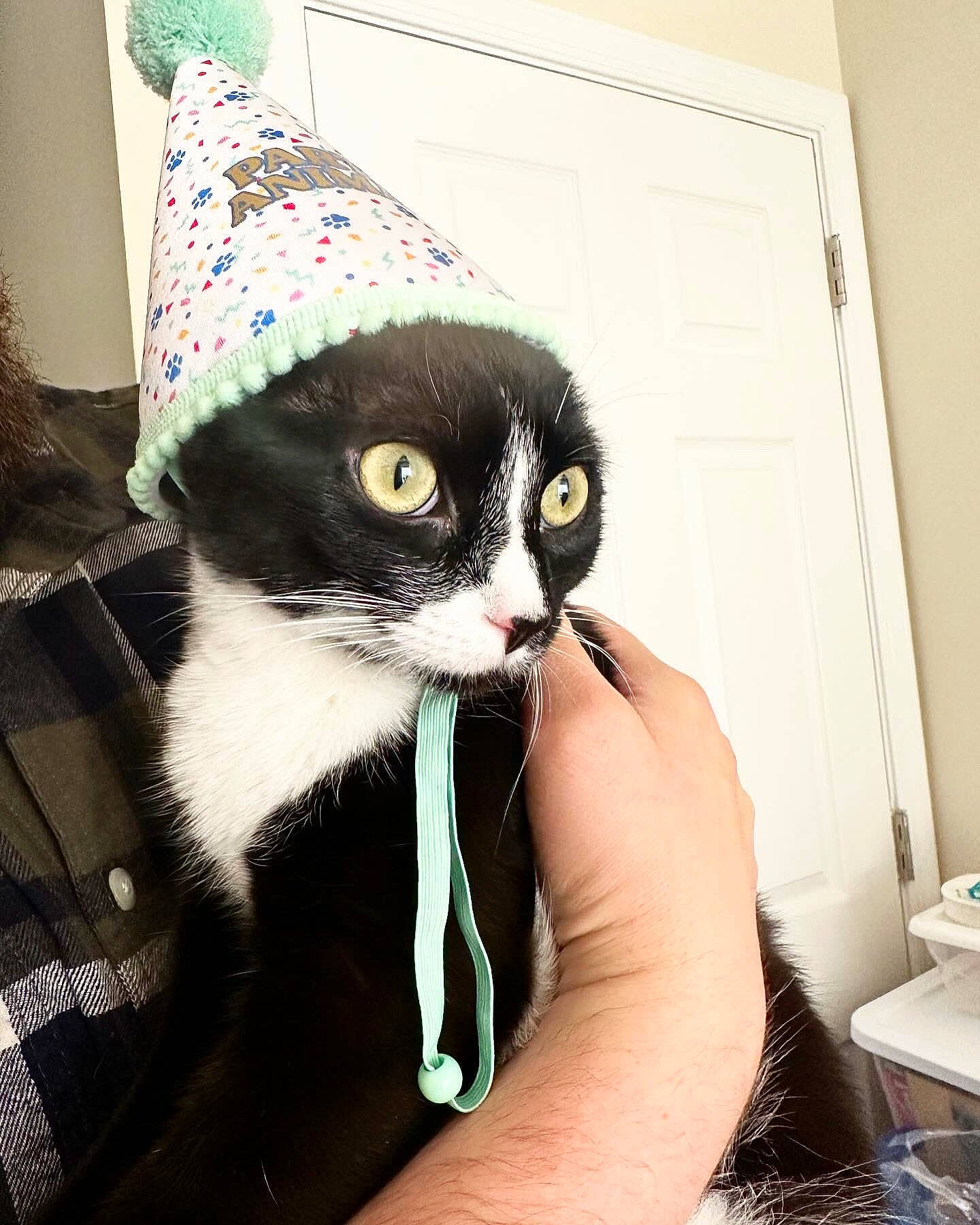 Zachary Binx is registered to the contest to win money with this photo: cap, carnivore, cat, comfort, costume_hat, domestic_short_haired_cat, eyewear, fashion_accessory, fedora, felidae, fur, gesture, glasses, hat, linens, small_to_medium_sized_cats, snout, sunglasses, tail, whiskers