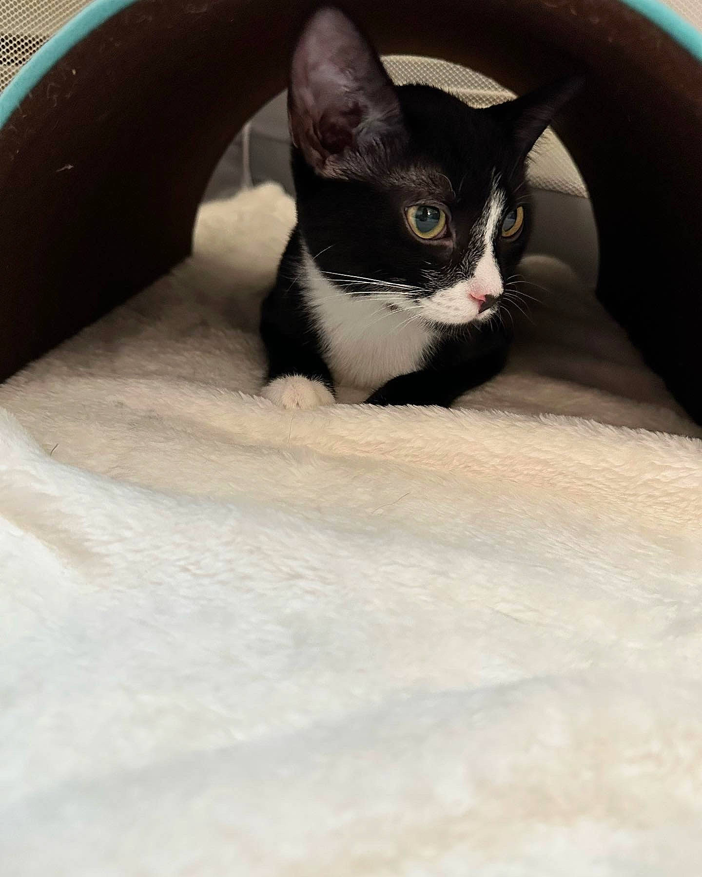 Zachary Binx is registered to the contest to win money with this photo: black_cat, carnivore, cat, comfort, domestic_short_haired_cat, felidae, fur, paw, small_to_medium_sized_cats, snout, tail, terrestrial_animal, whiskers