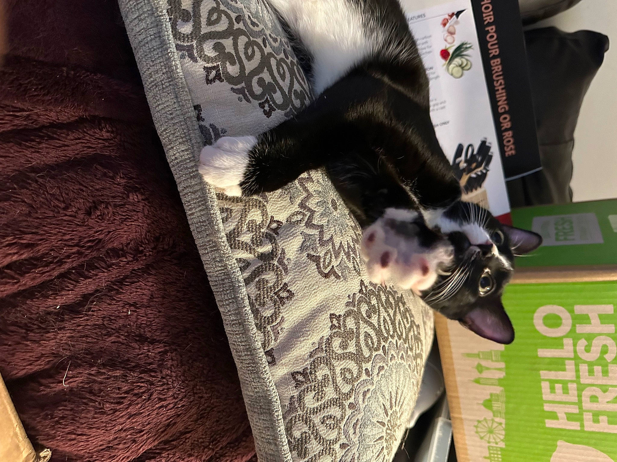 Zachary Binx is registered to the contest to win money with this photo: comfort, companion_dog, couch, dog_breed, felidae, font, fur, linens, pattern, publication, room, sleeve, tree, visual_arts