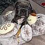 animal, blanket, brown_fur, closeup, comfort, cozy, cute, dog, heart_pattern, indoor, pet, plush_toy, puppy, relaxation, small_dog, snuggle, soft_texture, stuffed_animal, toy, young_dog