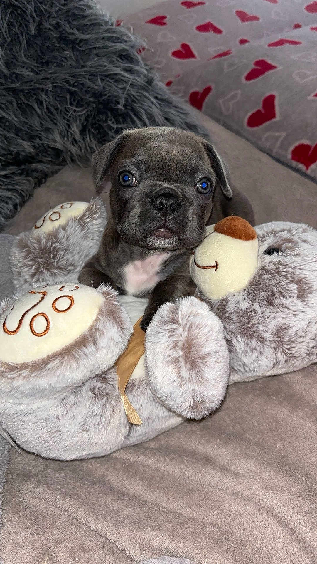 Arlo