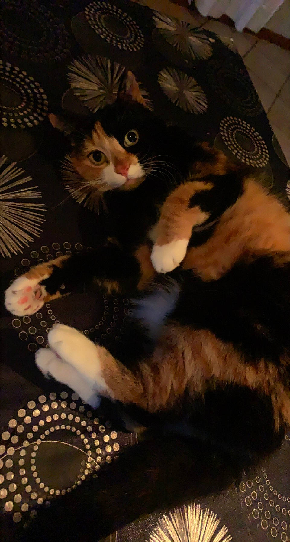 Canaille participe au concours pour gagner de l'argent avec cette photo : carnivore, cat, claw, darkness, domestic_short_haired_cat, event, fawn, felidae, flash_photography, fur, holiday, lap, pattern, paw, room, small_to_medium_sized_cats, tableware, tail, tree, whiskers