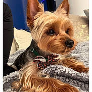 Bustelo is registered to the contest to win money with this photo: dog, yorkshire_terrier, pet, bow_tie, fur, ears, blanket, cozy, indoor, cute, animal, portrait, resting, canine, companion, small_dog, furniture, cute_pet, attention, soft_texture