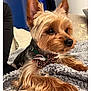 dog, yorkshire_terrier, pet, bow_tie, fur, ears, blanket, cozy, indoor, cute, animal, portrait, resting, canine, companion, small_dog, furniture, cute_pet, attention, soft_texture