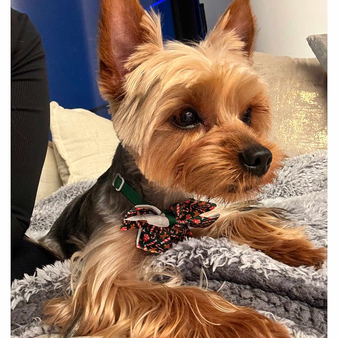 Bustelo is registered to the contest to win money with this photo: animal, attention, blanket, bow_tie, canine, companion, cozy, cute, cute_pet, dog, ears, fur, furniture, indoor, pet, portrait, resting, small_dog, soft_texture, yorkshire_terrier