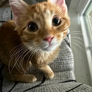 Greñas is registered to the contest to win money with this photo: cat, kitten, orange_tabby, close_up, curious, whiskers, ears, eyes, indoor, window, patterned_fabric, pet, animal, feline, young_cat, cute, small, looking_up, blurred, domestic_cat