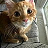 cat, kitten, orange_tabby, close_up, curious, whiskers, ears, eyes, indoor, window, patterned_fabric, pet, animal, feline, young_cat, cute, small, looking_up, blurred, domestic_cat