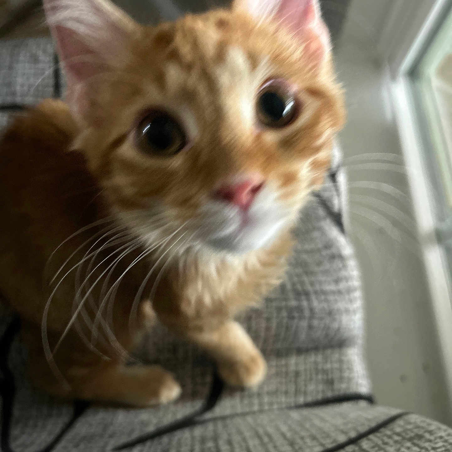 Greñas is registered to the contest to win money with this photo: cat, kitten, orange_tabby, close_up, curious, whiskers, ears, eyes, indoor, window, patterned_fabric, pet, animal, feline, young_cat, cute, small, looking_up, blurred, domestic_cat