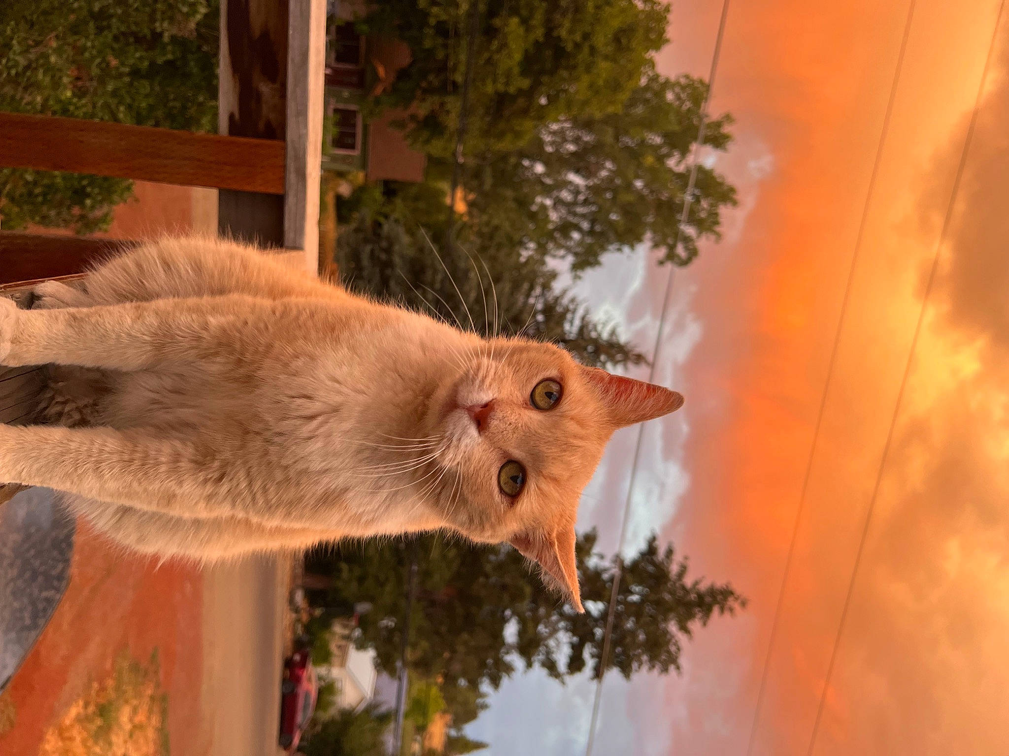 Mr. Lewis joined the competition — help win amazing prizes! canidae, carnivore, cat, claw, domestic_short_haired_cat, event, fawn, felidae, fur, paw, plant, small_to_medium_sized_cats, snout, tail, tree, twig, whiskers, wildlife, window, wood