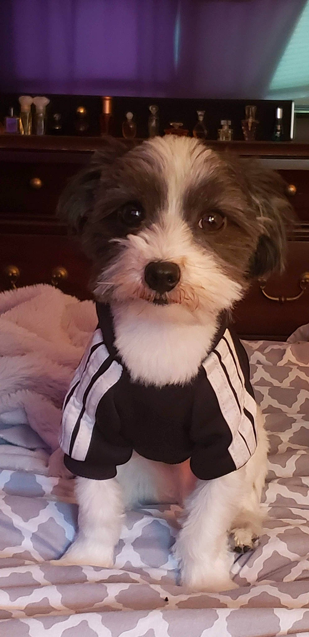 Snoopy joined the competition — help win amazing prizes! biewer_terrier, canidae, carnivore, collar, companion_dog, dog, dog_breed, dog_clothes, dog_supply, fur, linens, mammal, pet_supply, puppy, small_terrier, snout, terrier, toy_dog, vertebrate, working_animal