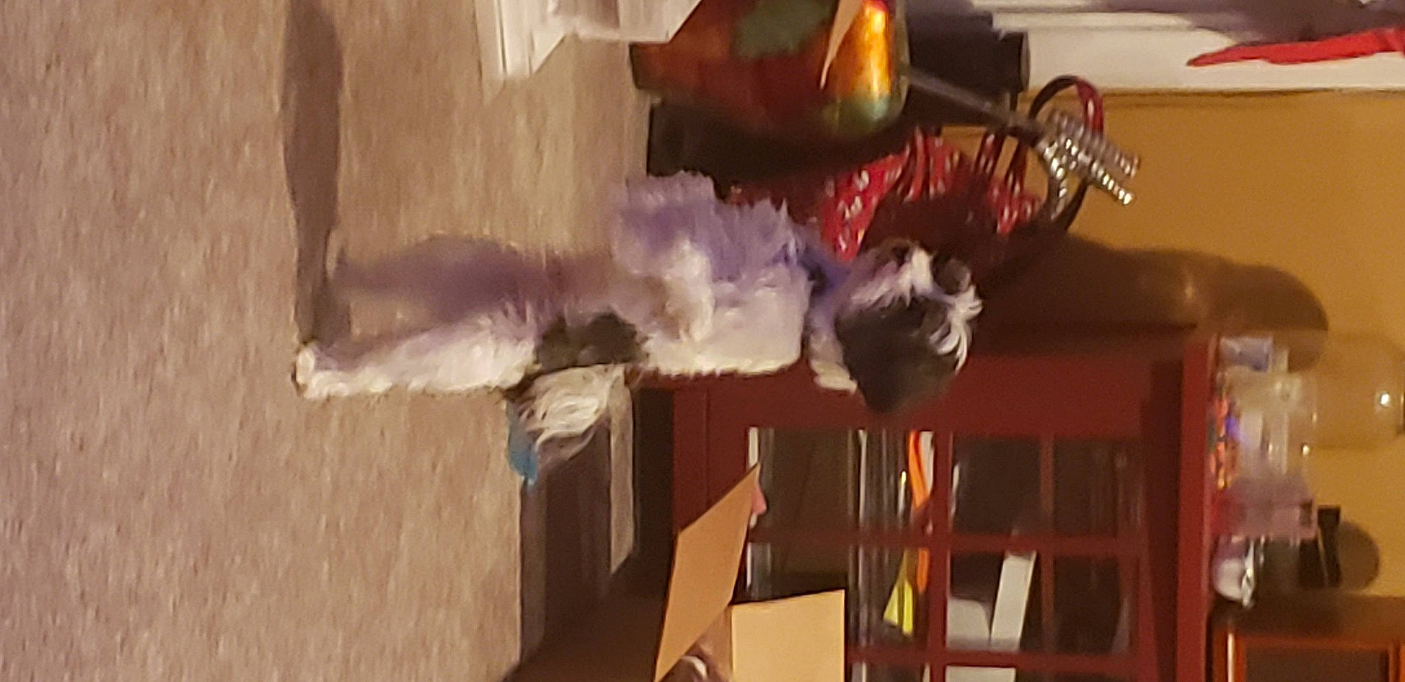 Snoopy is registered to the contest to win money with this photo: brown, ceiling, dining_room, floor, flooring, hardwood, home, interior_design, light_fixture, maroon, photograph, photography, property, red, room, snapshot, wall, wood, wood_stain