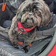 Ganesh participe au concours pour gagner de l'argent avec cette photo : dog, pet, black_dog, fluffy, harness, car_interior, seat_cover, backseat, window, green_background, curious, small_dog, canine, vehicle, comfortable, domestic_animal, fur, portrait, animal, outdoor_view