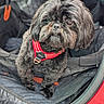 dog, pet, black_dog, fluffy, harness, car_interior, seat_cover, backseat, window, green_background, curious, small_dog, canine, vehicle, comfortable, domestic_animal, fur, portrait, animal, outdoor_view
