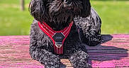 Ganesh participe au concours pour gagner de l'argent avec cette photo : dog, black_dog, pet, outdoor, picnic_table, red_harness, fur, canine, animal, sunlight, greenery, grass, park, resting, lying_down, wood, summer, daytime, nature, closeup